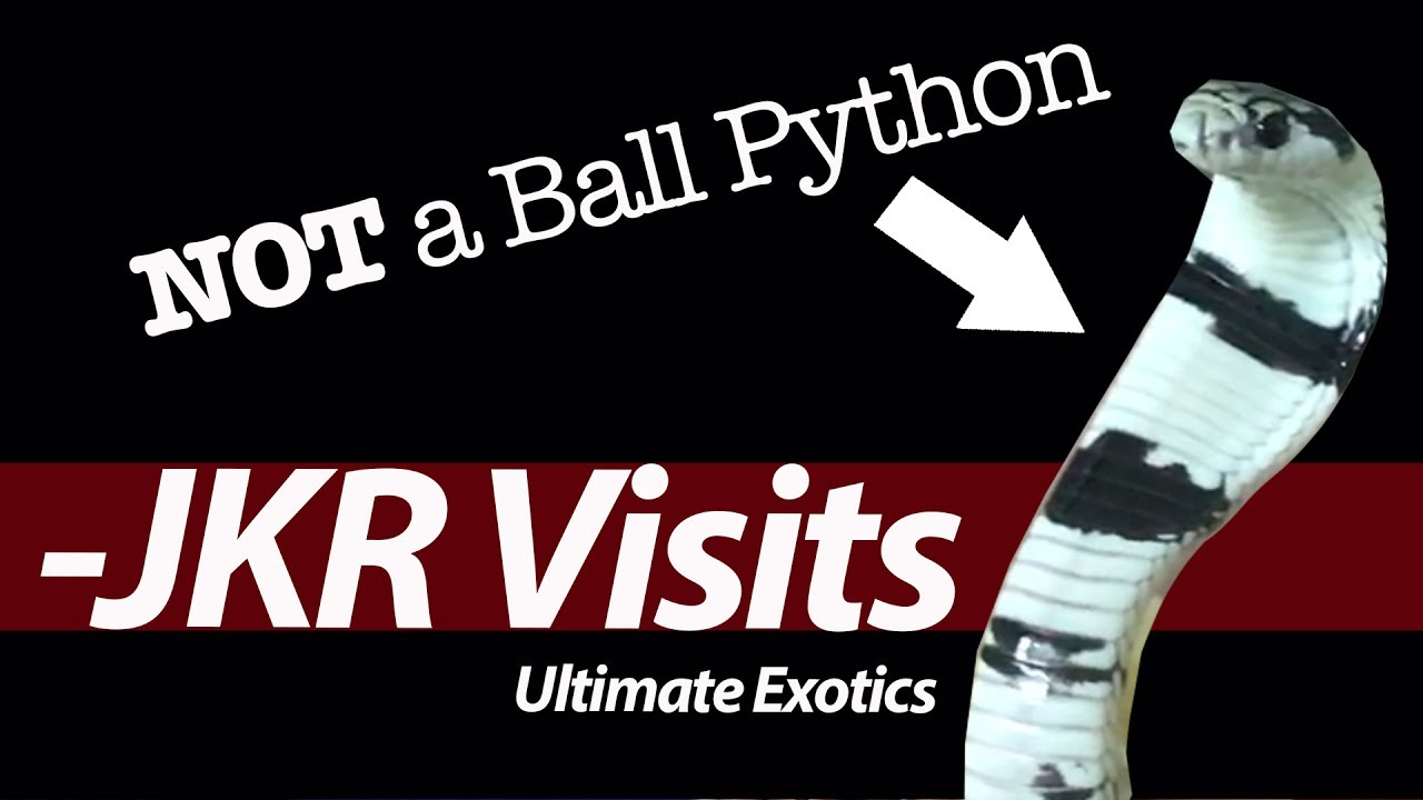 Fantastic African Snakes! - JKR Visits Ultimate Exotics in South Africa