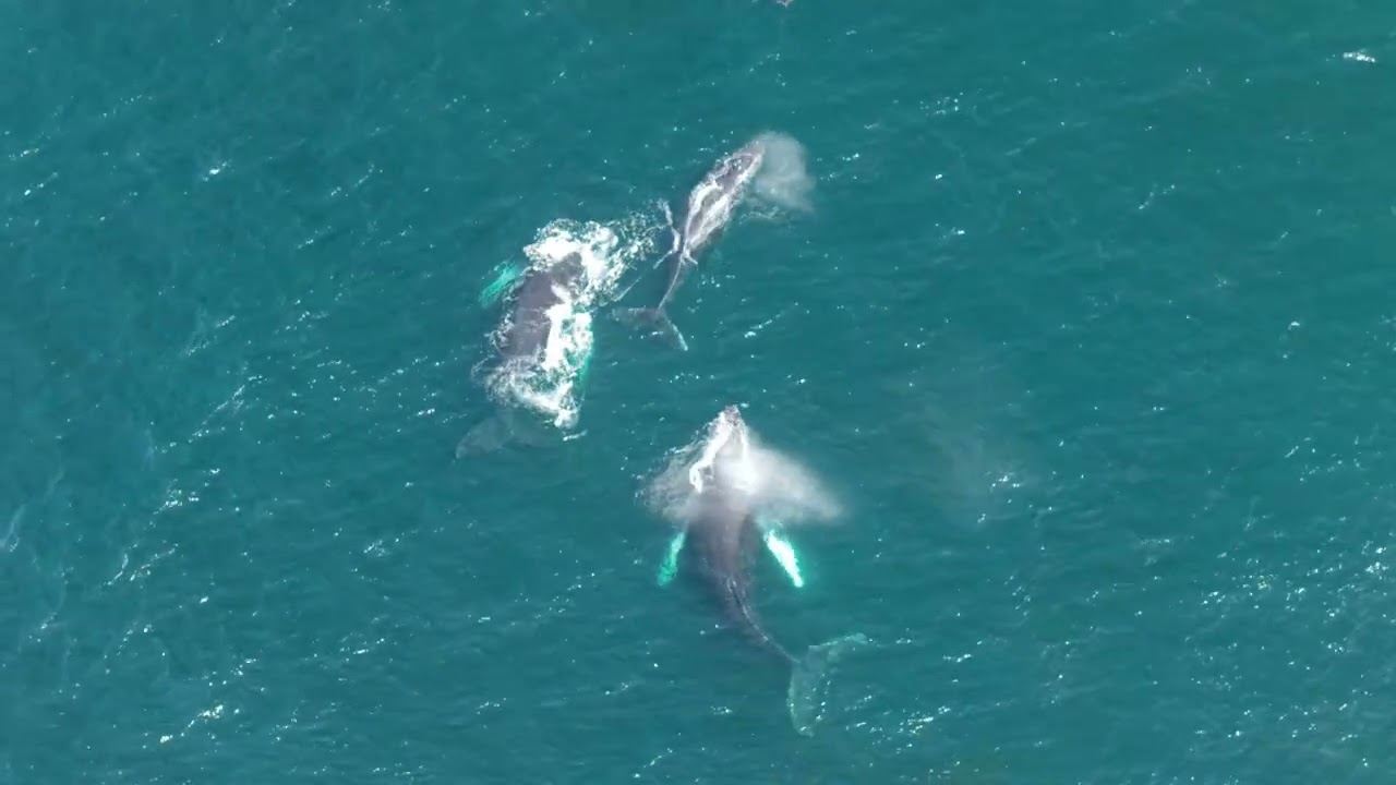 Pacific Convoy: Dolphins and Their Humpback Escort