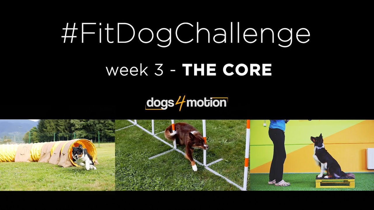 𝐓𝐡𝐞 𝐝𝐨𝐠'𝐬 𝐜𝐨𝐫𝐞: Its role in activities and dog fitness exercises for strengthening