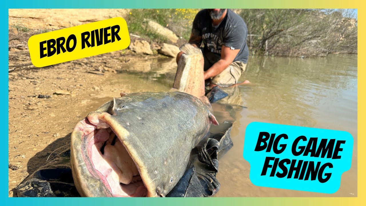 First Time Fishing the Ebro River – HUGE Catfish & Carp Catches!