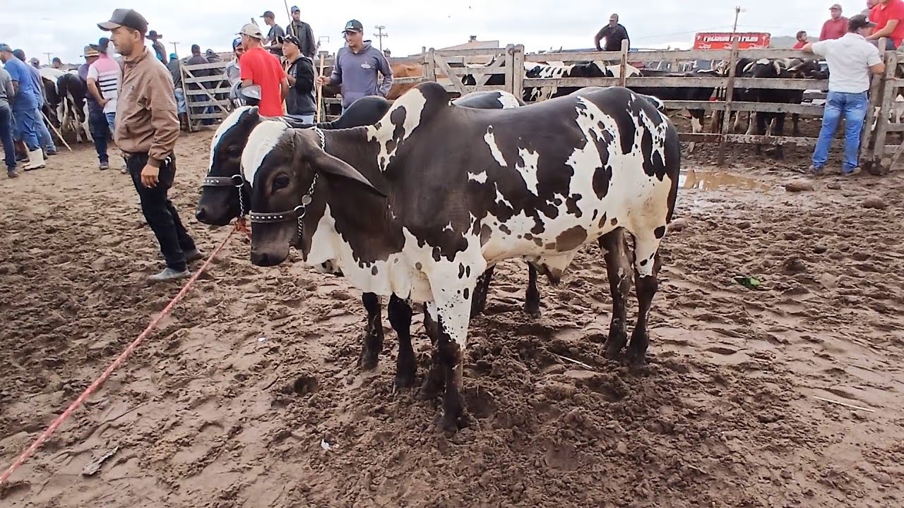 FEIRA DO GADO EM CAPOEIRAS PERNAMBUCO 20 de fevereiro de 2026