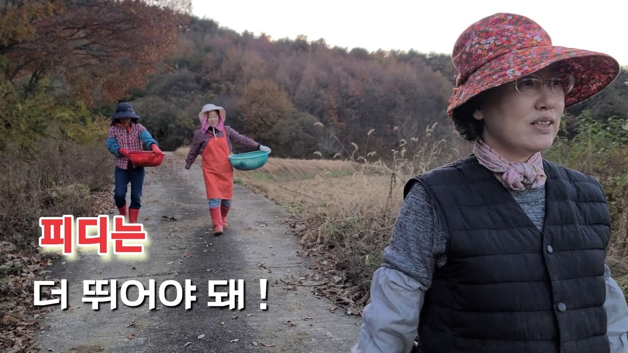 과일은 이제 모두 따야 하는 계절 / 밭농사 월동준비 하는 산골딸들