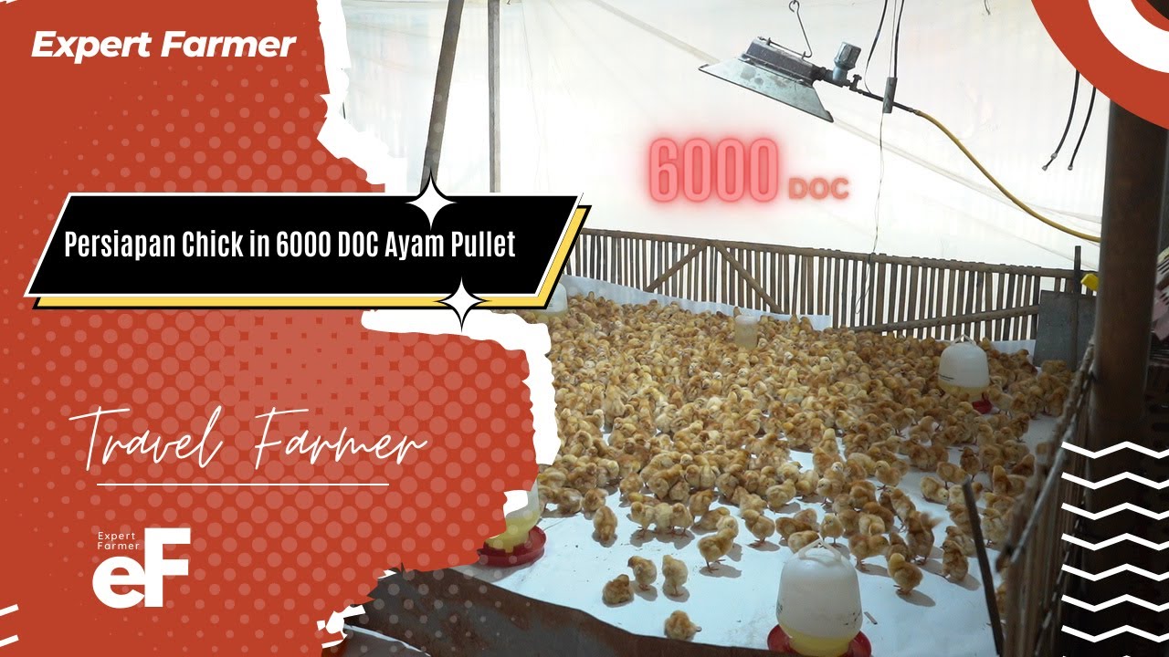 Bagaimana Persiapan Chick in 6000 DOC Ayam Pullet ?