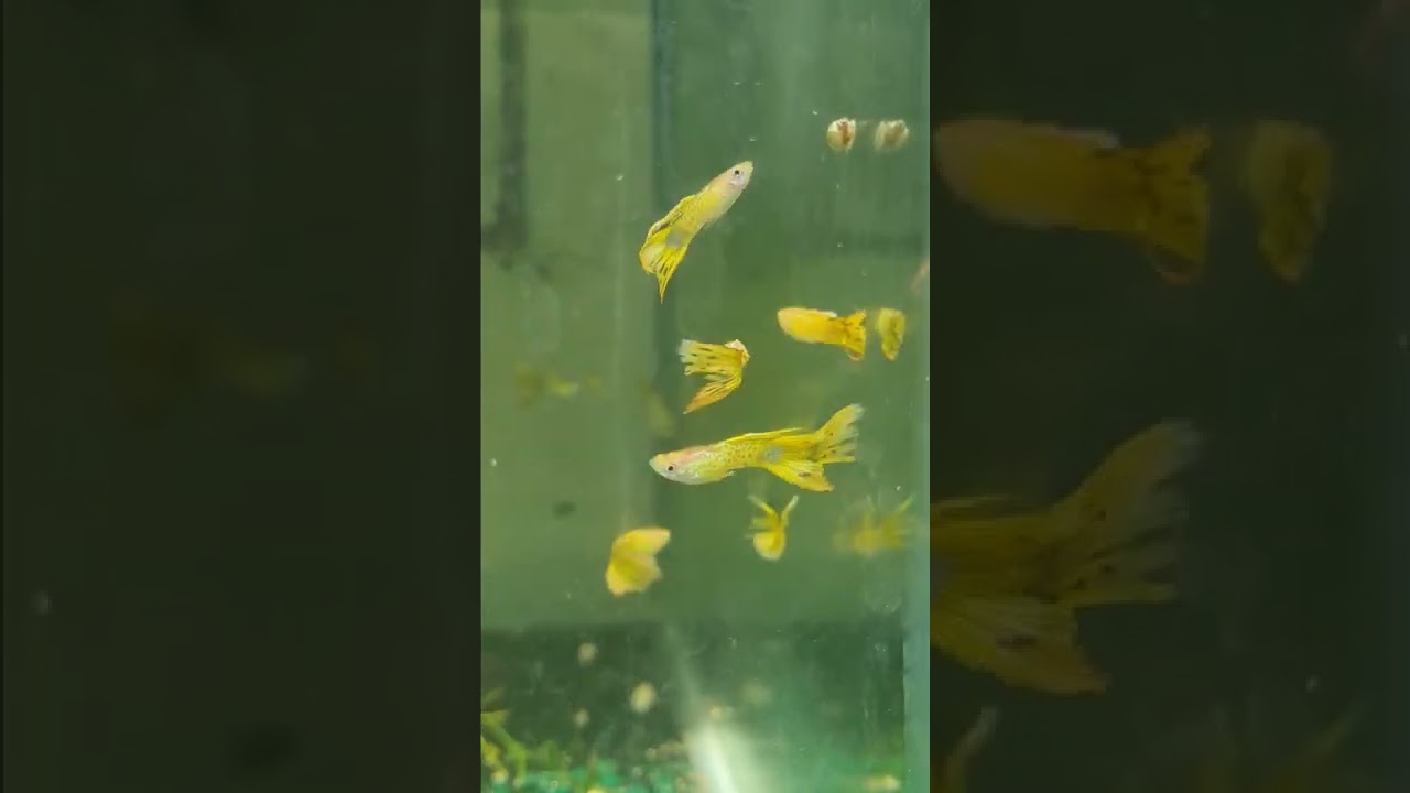 Yellow flame Cobra Guppy (own creation)