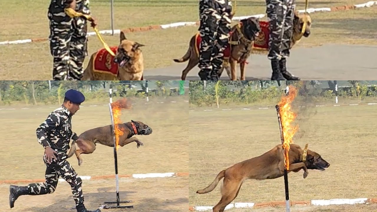 SSB rising day 🇮🇳 45 BN birpur एसएसबी के श्वान दस्ता dog handler #dog 