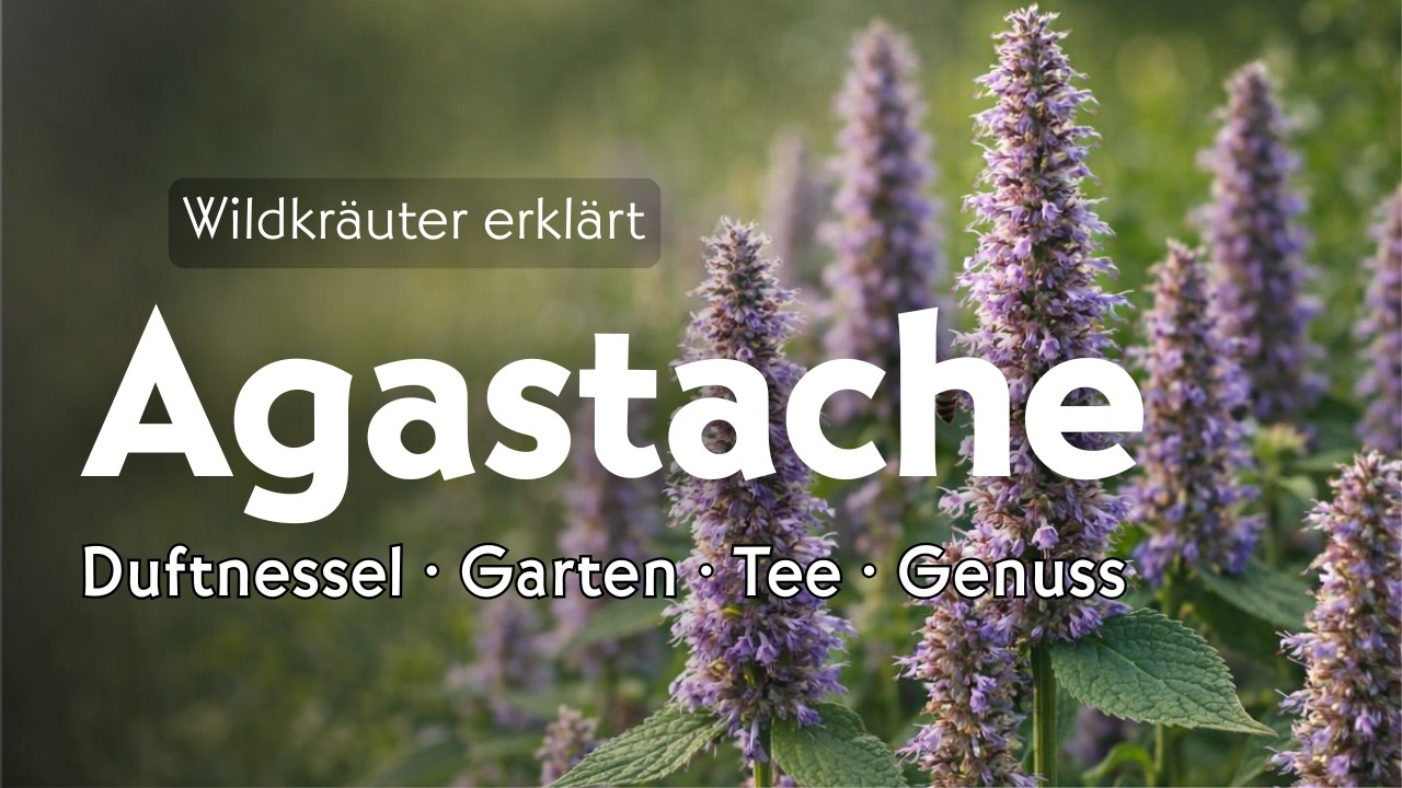 Agastache: Duftnessel für Garten, Tee & Genuss | Wildkräuter einfach erklärt