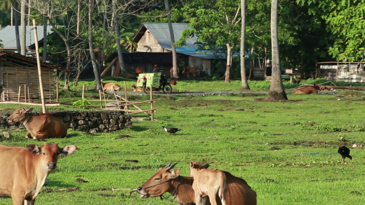 Peningkatan Kualitas Permukiman Perdesaan Desa Sidomulyo Halmahera Timur