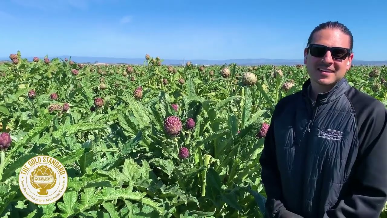 Ocean Mist Farms - Artichoke Field Update - Castroville, CA Mar. 17