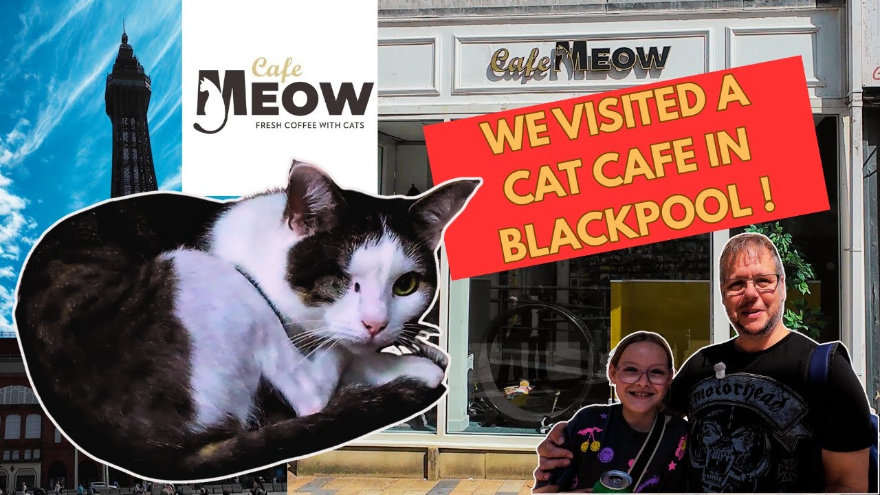Cafe Meow Blackpools ONLY Cat Cafe