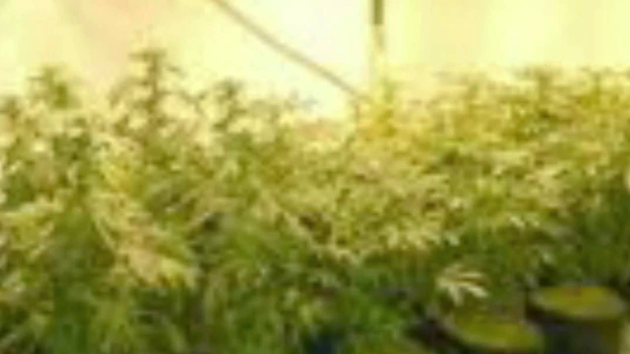 California Medical Marijuana Dispenseries