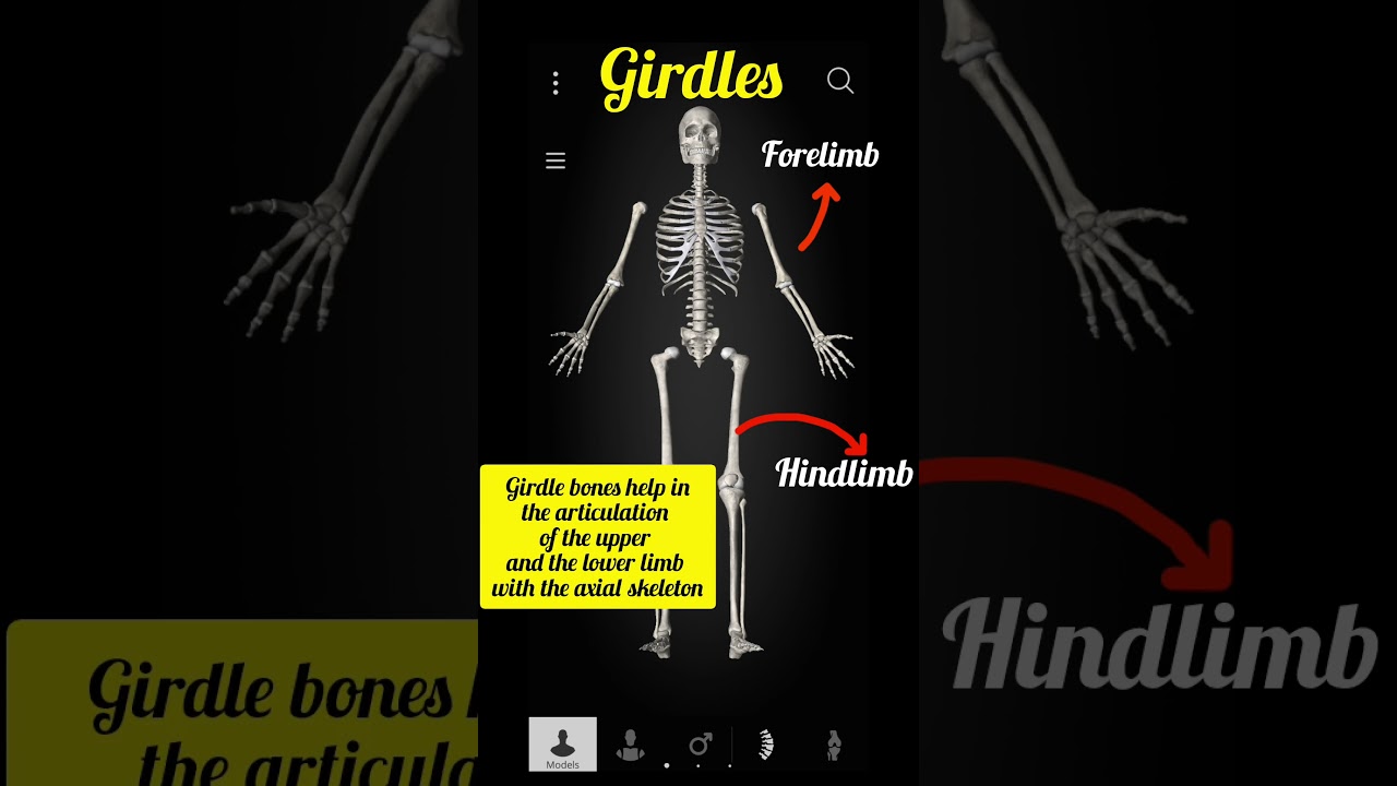 girdles 