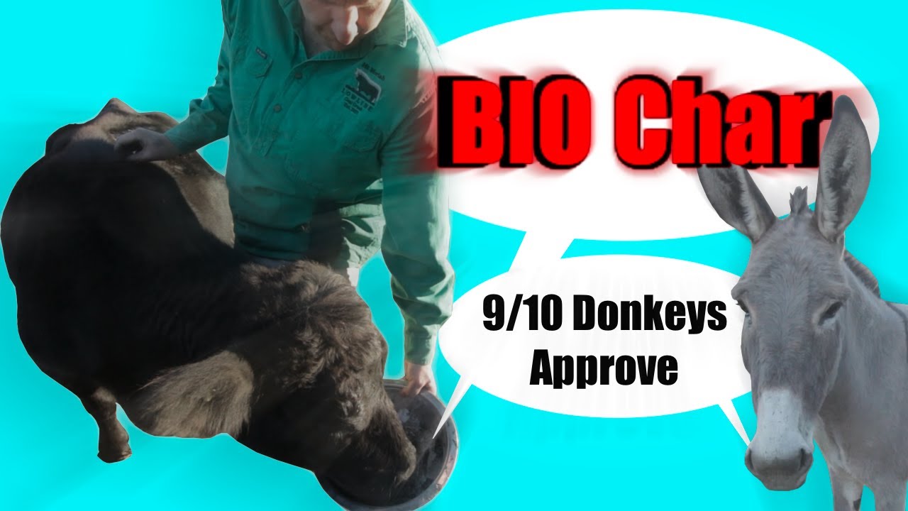 Making Cows Eat Charcoal 🤔 The benefit of biochar in the cattle industry.