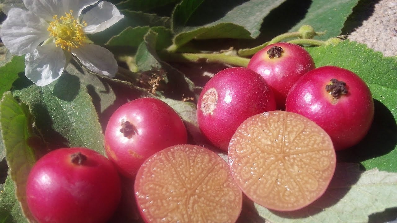 Capulín, capulincillo, carecillo, huztlán, bisilana, Chitato, majagüito, acuruco, Muntingia calabura