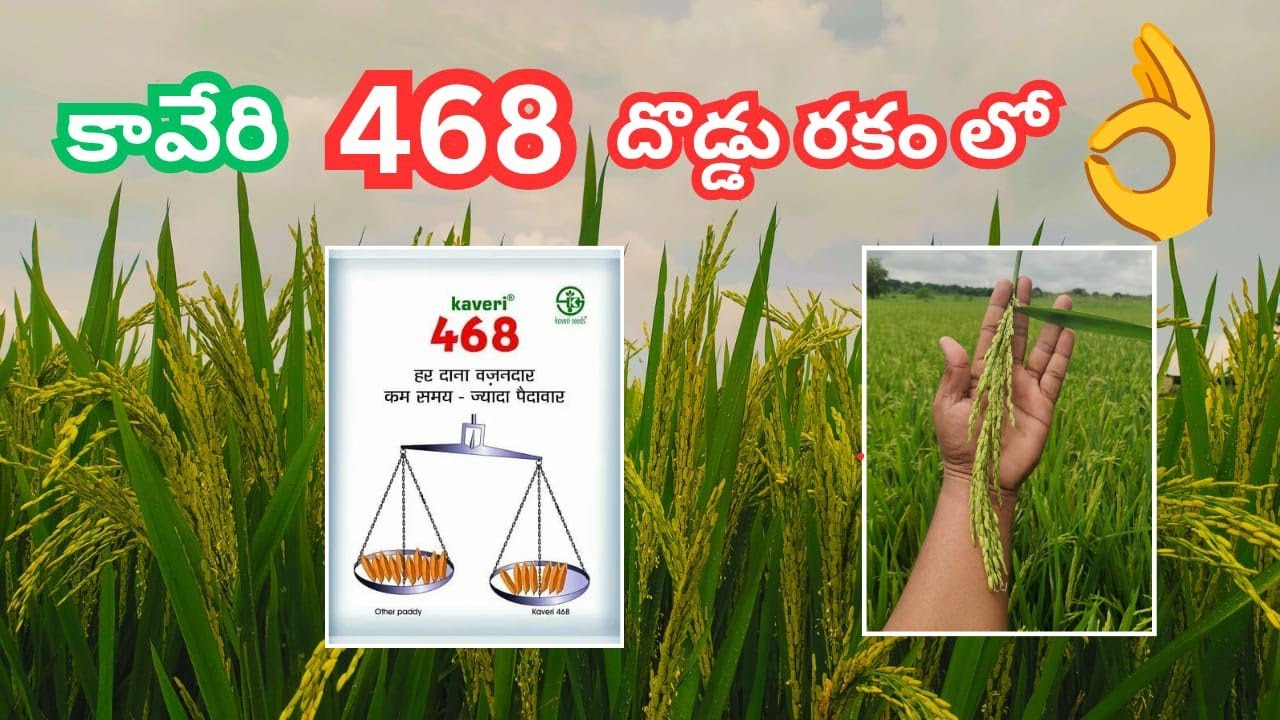 🚨Kaveri 468 Doddu Rakam Varilo Best Paddy Seed🤩| Short Duration ⏳
