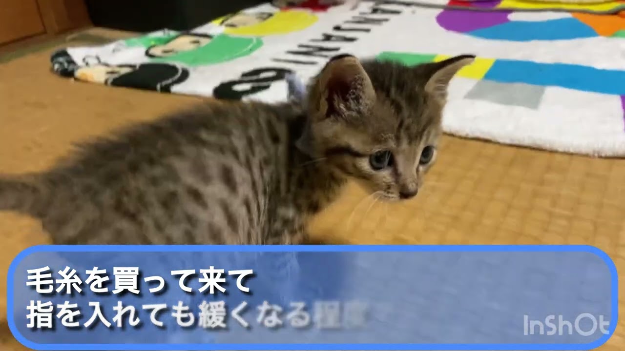 うさ丸くんとふうらいせつあめの日常〜遊び始め編〜