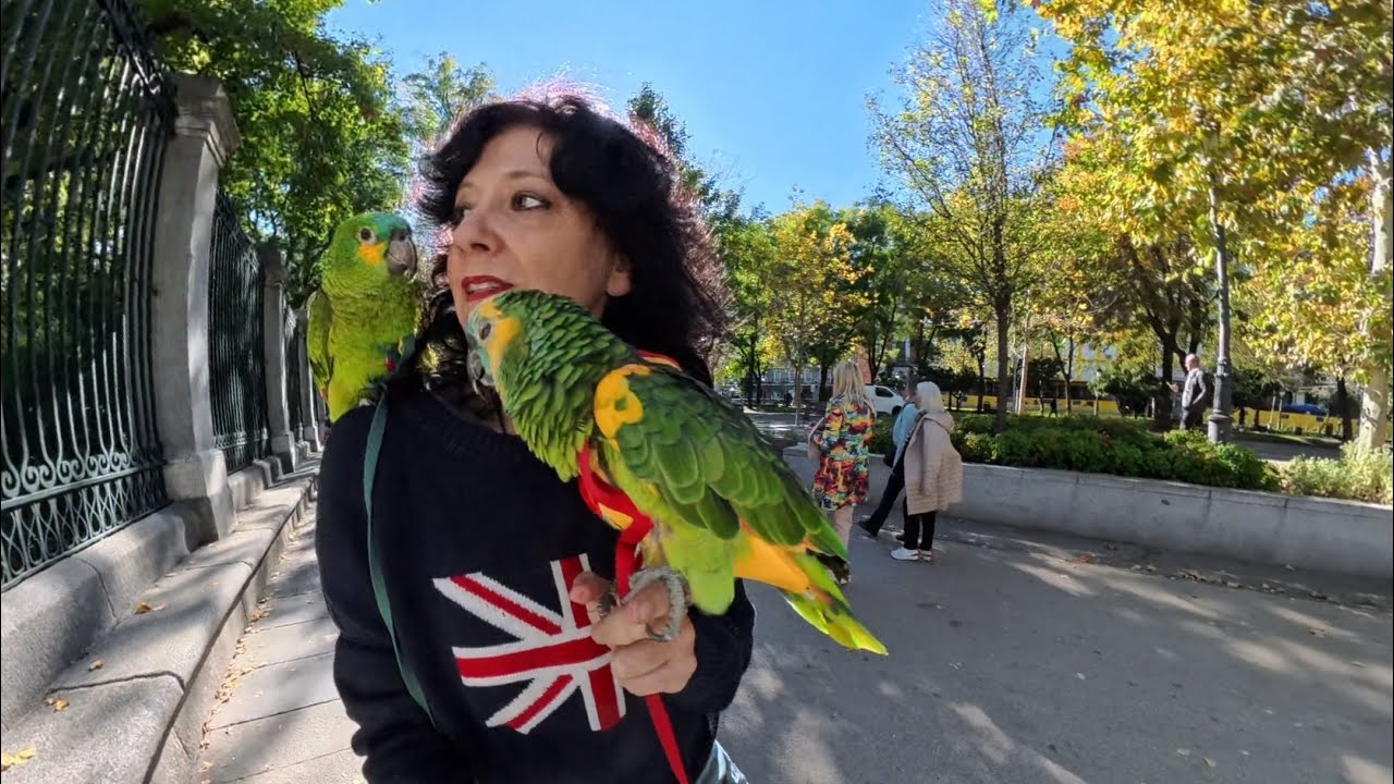 “Bea y sus alas” #loros #madrid #amor #animales #parrots #love #mascotas #birds 