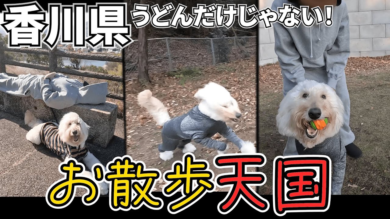 お散歩天国【香川県】大型犬との旅行うどんよりデカい公園に惹かれる！車中泊旅