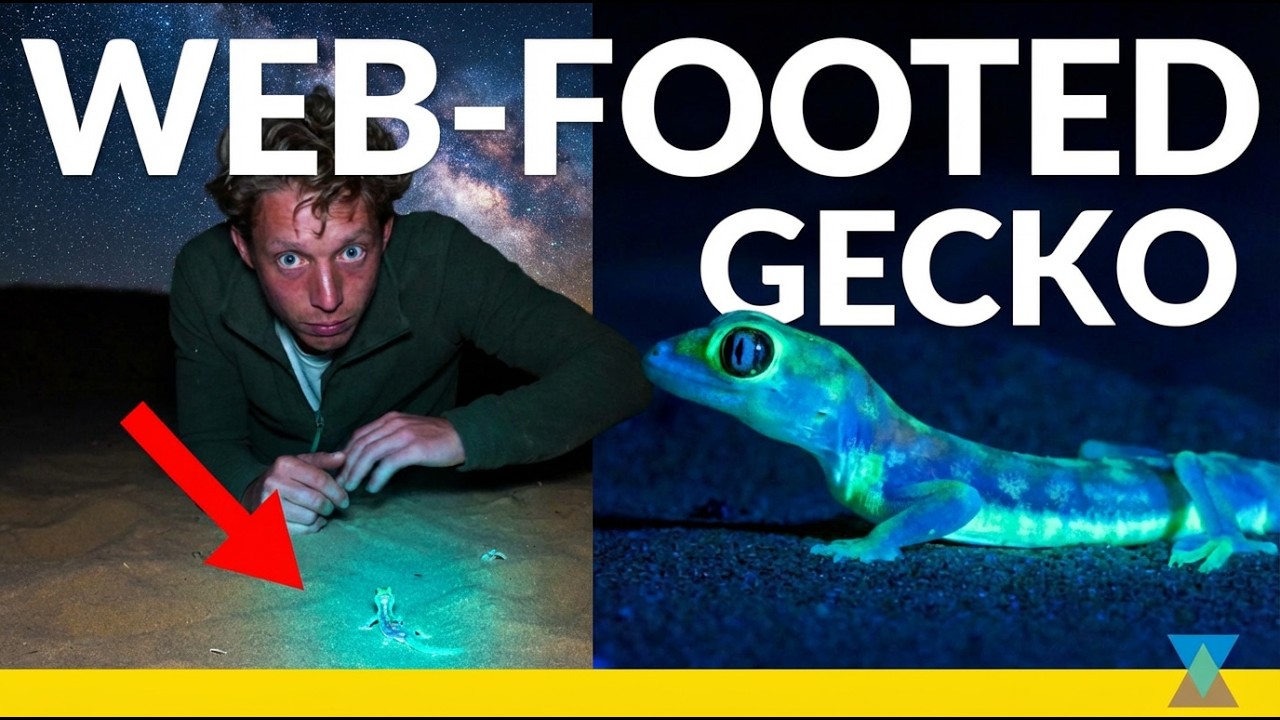 This Gecko Glows in the Dark!