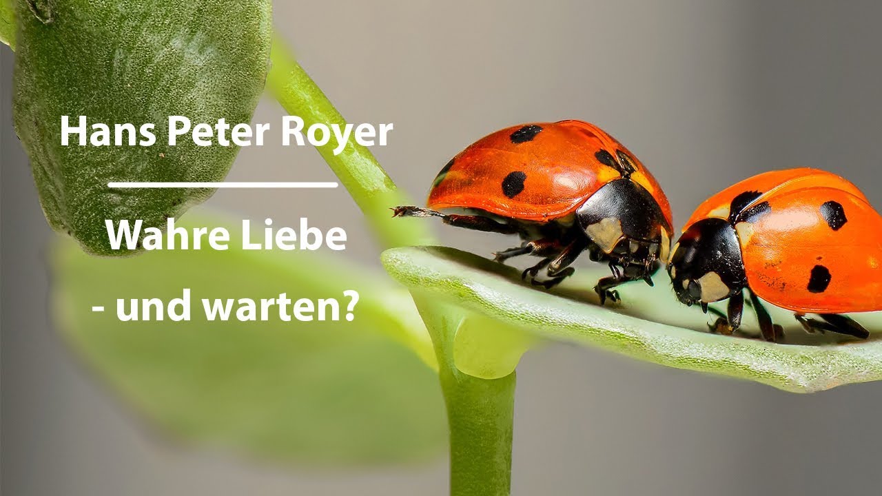 Wahre Liebe - und warten? Hans Peter Royer