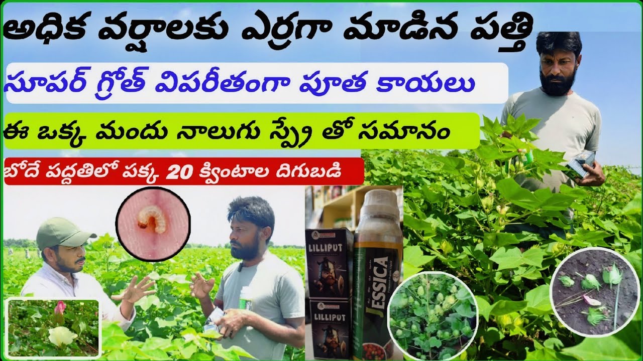వర్షాలకు ఎర్రబడ్డ పత్తి సూపర్ గ్రోత్ అధిక పూత, దోమ, నల్లీ, ఎర్రపురుగు క్లీన్ @raithusamacharavedika 
