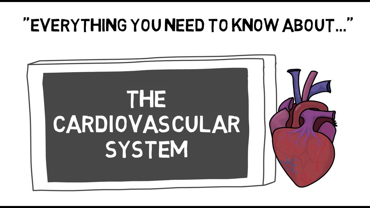The CV System | Sport Science Hub: Physiology Fundamentals | Music Version