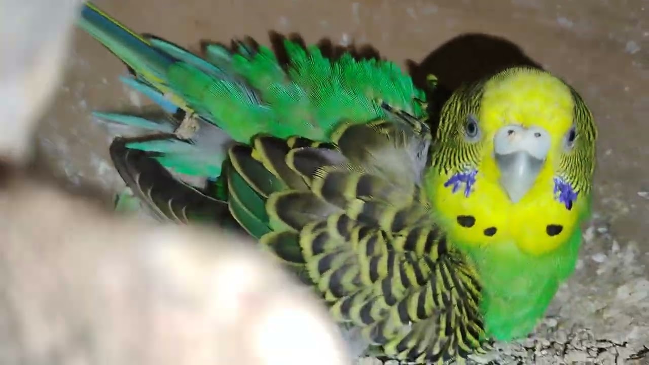 রাতের বেলা পাখির 