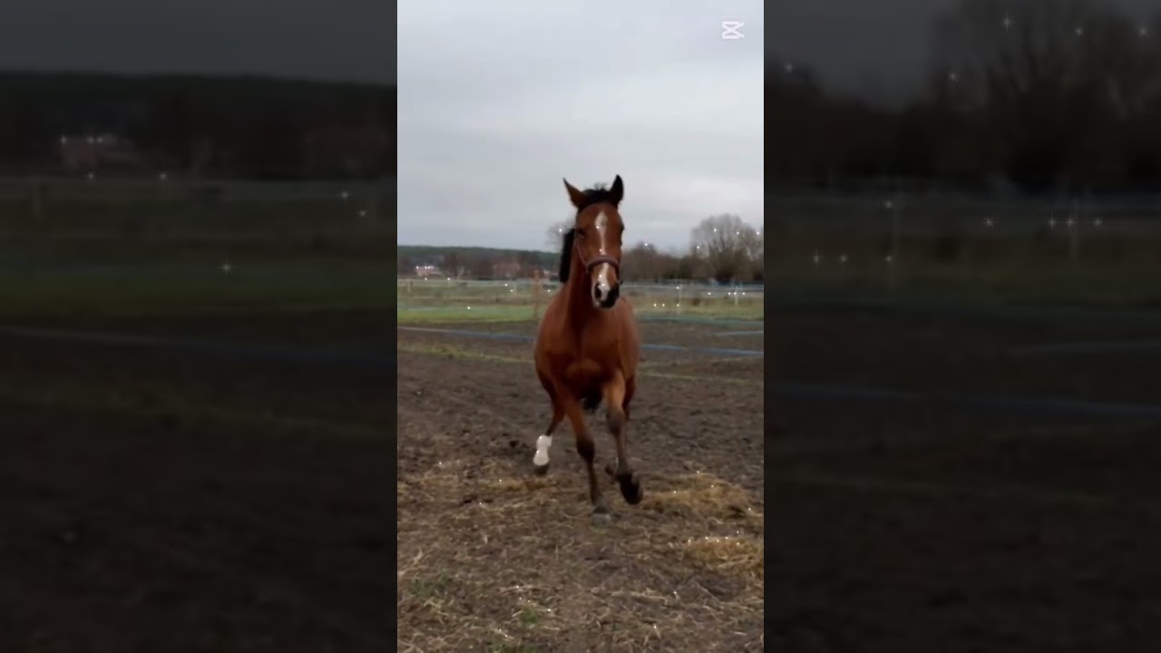 Lovka #horse #ponypower #bestpony #equestrian #ponyride #pony