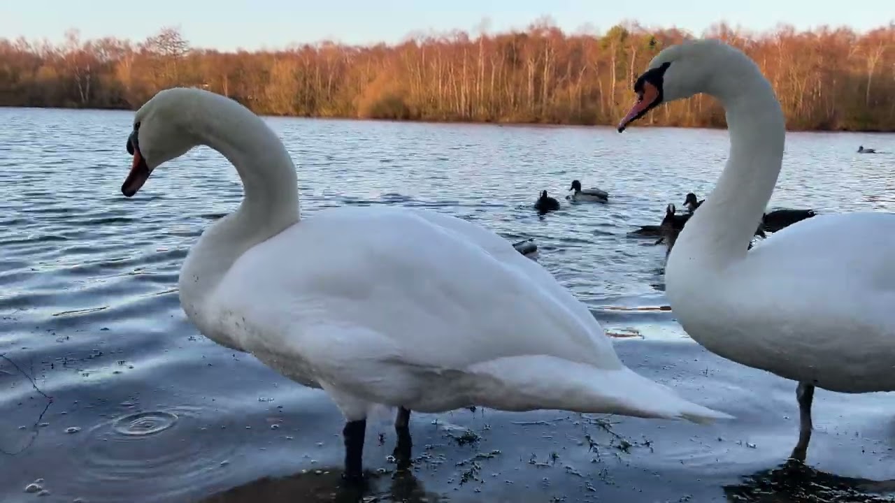 Flex and autumn feeding on seeds, ducks and geese.