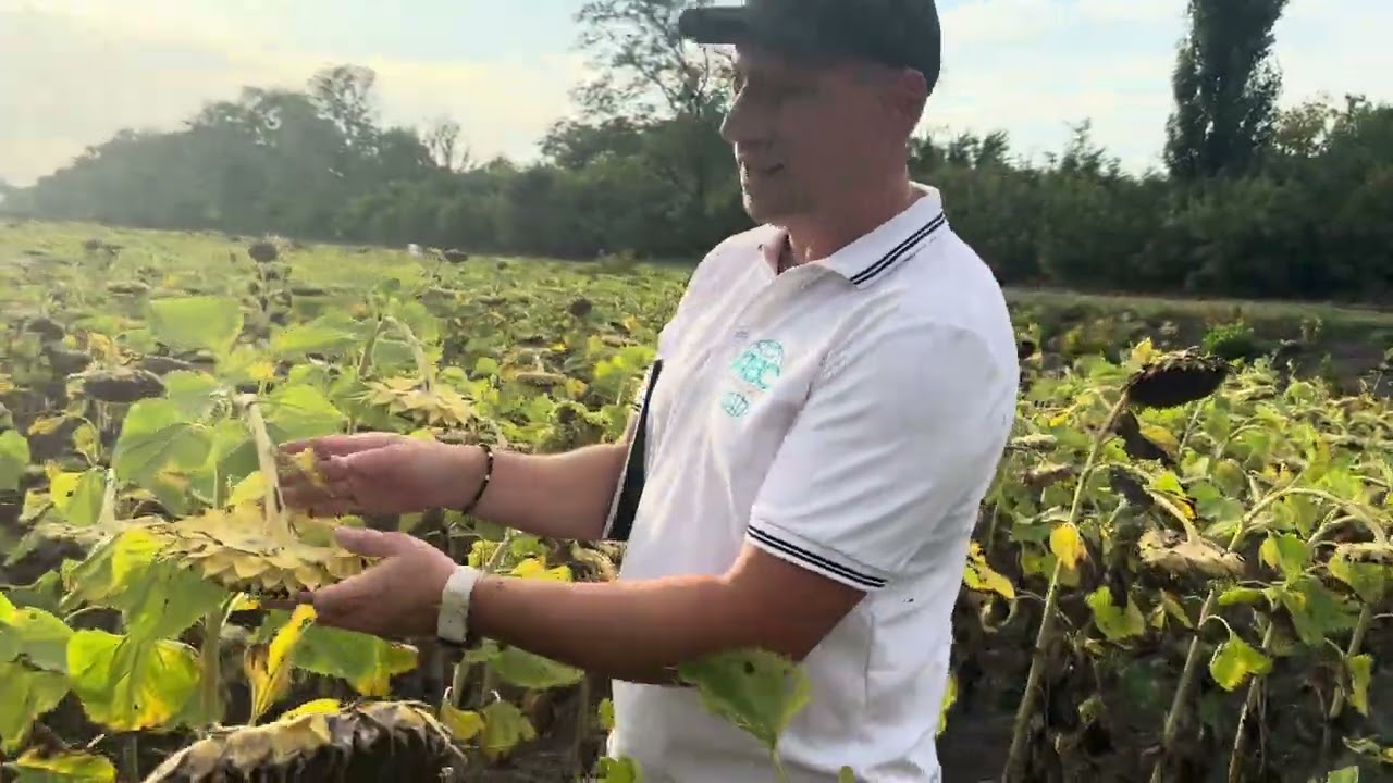 Презентація соняшника🌻СИ ІРІСА АР (Syngenta)🏆Підпишись на Актуальне 🚜⤵️💯