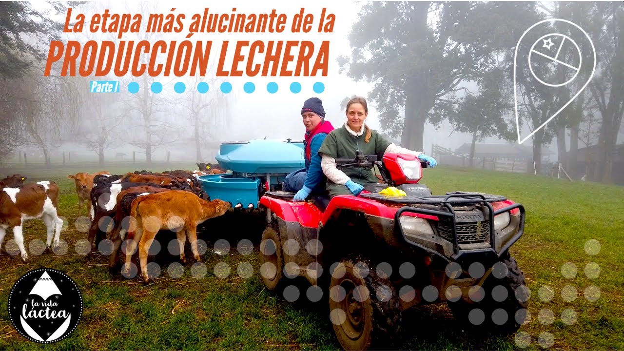 La etapa más alucinante de la producción lechera