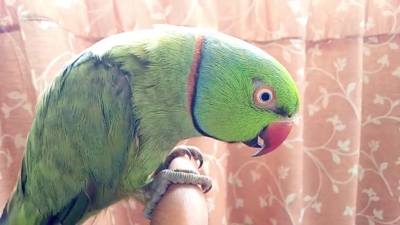 Parrot natural sound