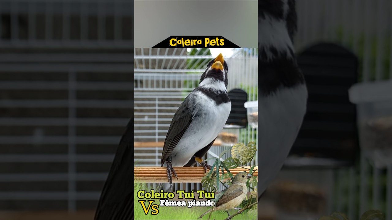 Coleiro tu&iacute; tu&iacute; Vs F&ecirc;mea  de papa-capim chamando e piando #coleirotuituipuro  #f&ecirc;meapiando