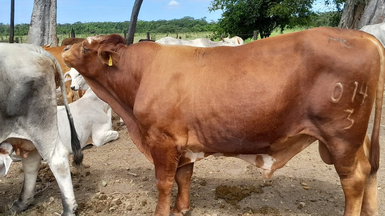 NUEVO SEMENTAL EN EL RANCHO ..BEEF MÁSTER  #ganaderia #vacas #caballos #nature 