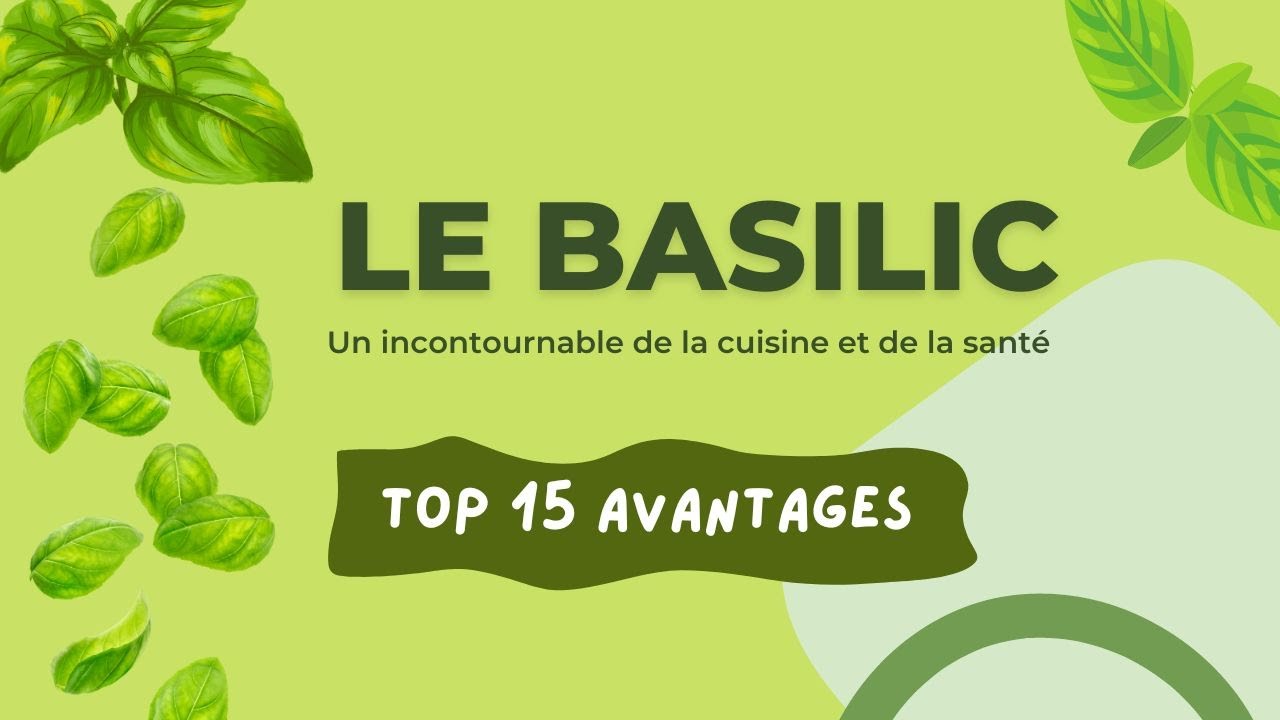 Le BASILIC, bien plus qu'une simple herbe aromatique, découvrez pourquoi. #basilic #bienfaits