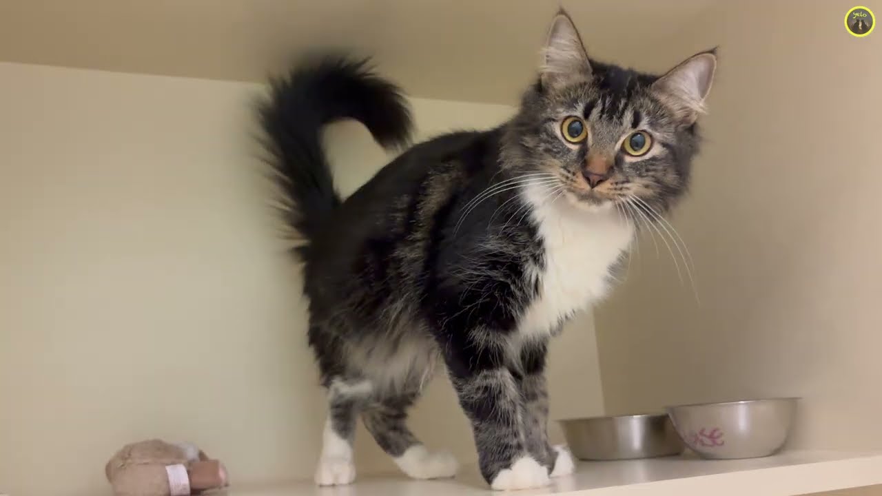 Lovely Shelter Cats Waiting for Their Forever Homes 🐱 (2026 February 7)