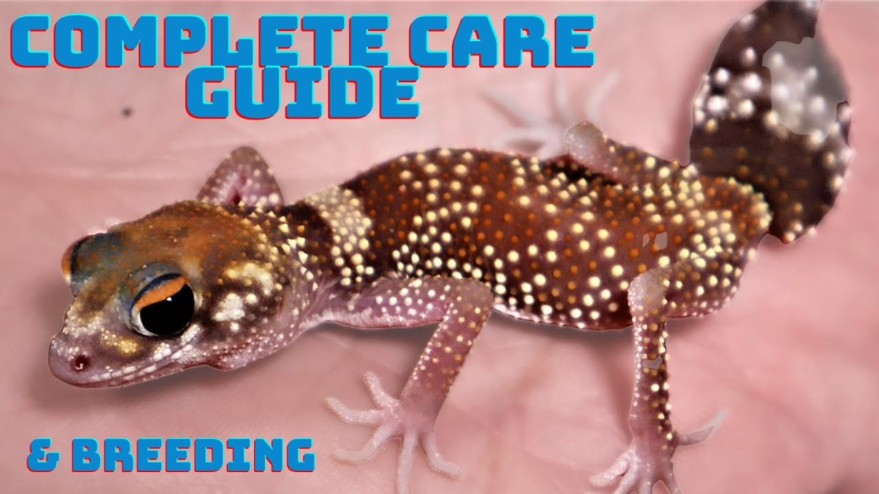 Underwoodisaurus milii  The Barking Gecko-  Complete Care Guide 2022 EVERYTHING you need to know.