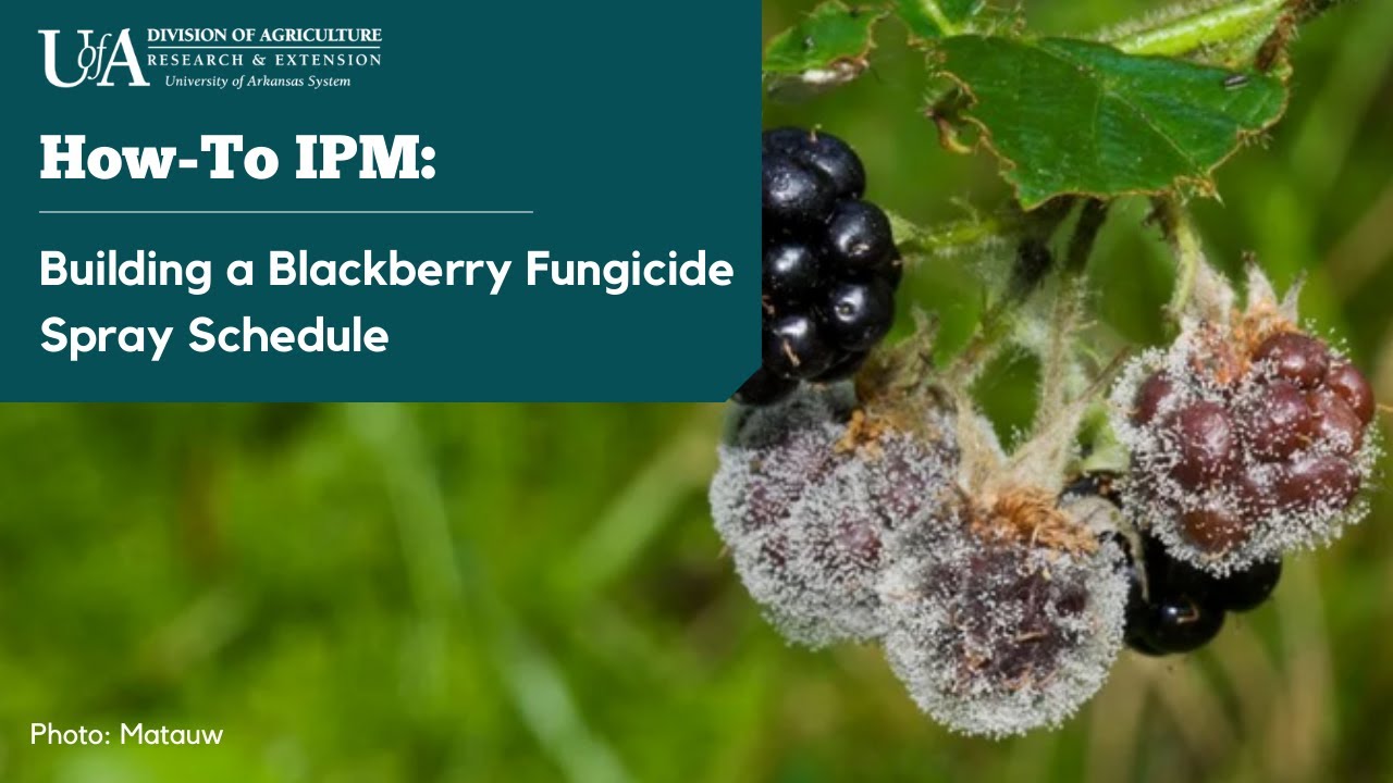 Managing Diseases in Blackberry - Building a Fungicide Spray Schedule
