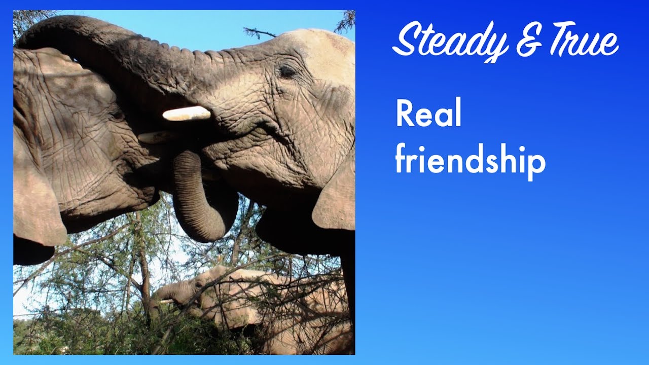 A catchy pop-rock song about true friendship