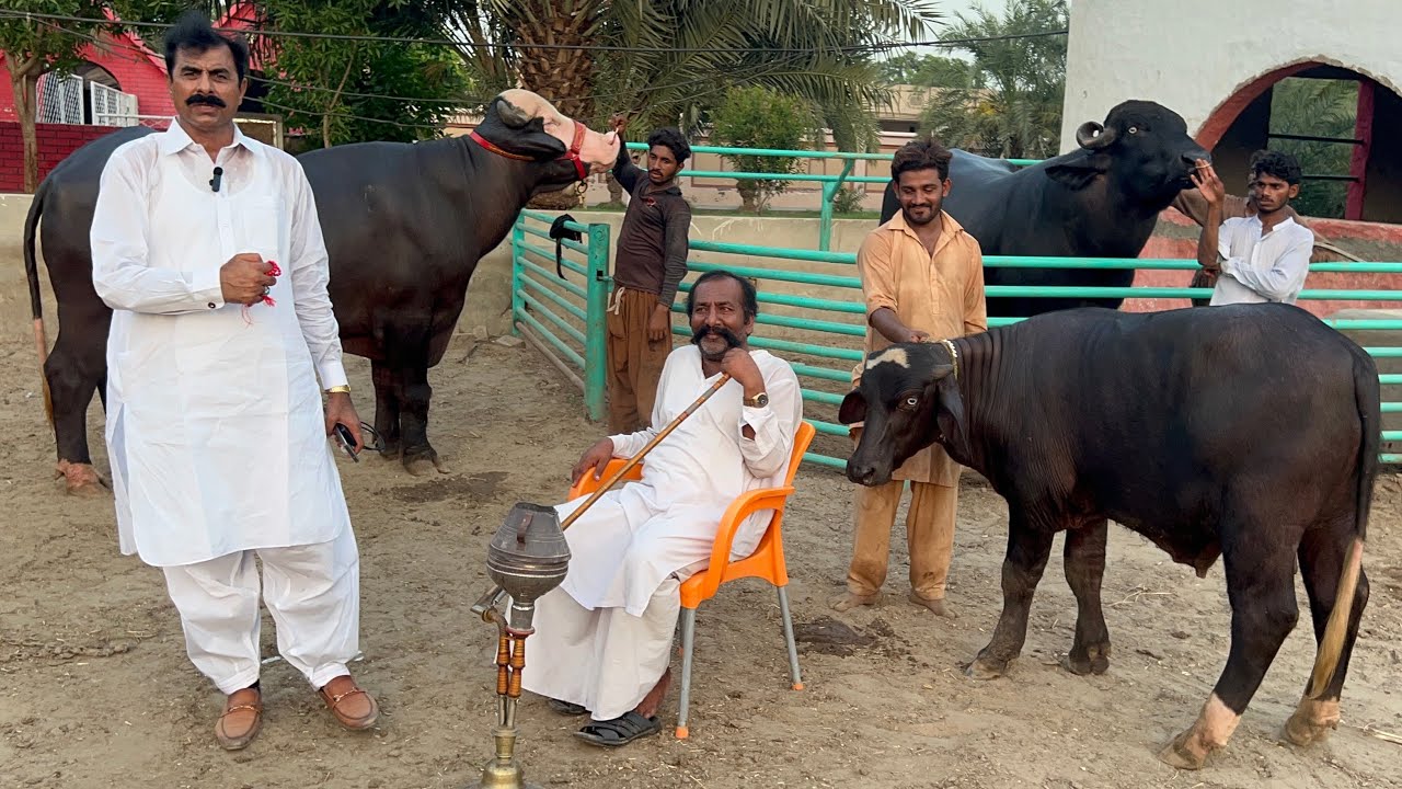 Buffalo Bulls Selection by Haji Shaukat Doggar of Multan ll Nili Ravi Buffalo #buffalo #farming 