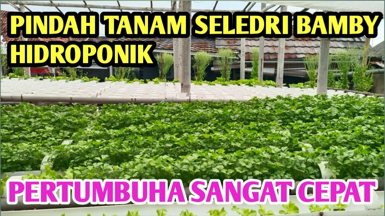 Pindah Tanam Seledri Bamby Hidroponik Dari Persemaian Ke Peremajaan@ANUR_hidroponik