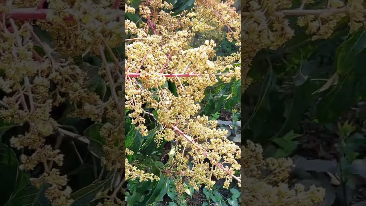 আমের মুকুলের যাবতীয় পরিচর্যা!  Mango flower care & Management