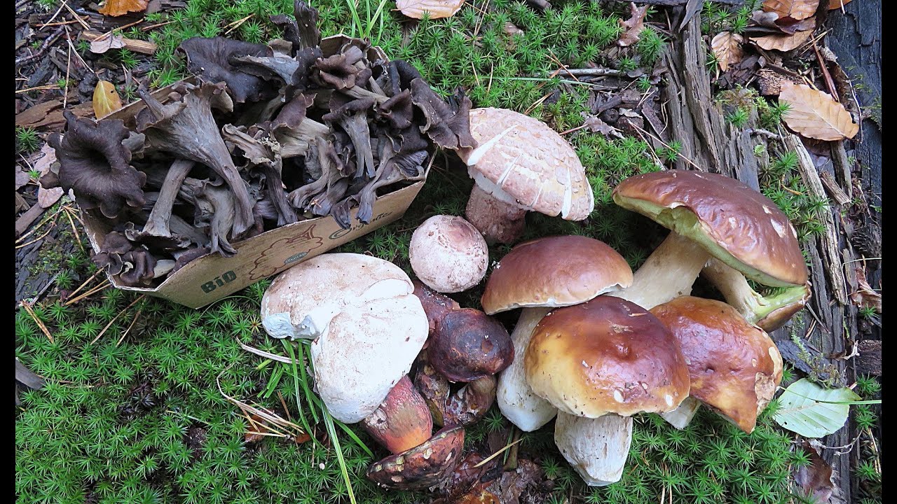 Bunte Pilzwelt auf dem Tannenberg - Oktober 2024 - Colourful world of mushrooms on the Tannenberg