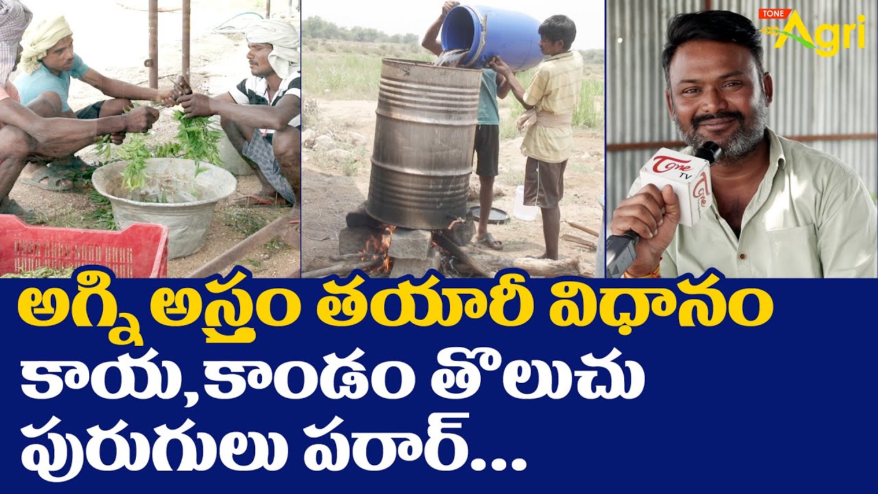 Agni Astram in Telugu | అగ్ని అస్త్రం తయారీ విధానం.. కాయ, కాండం తొలుచు పురుగులు పరార్..! | Tone Agri