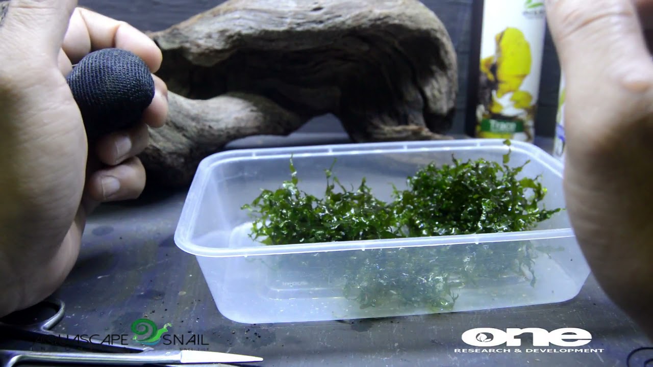 moss untuk PEMULA kuat tanpa CO2 jaminan 100%