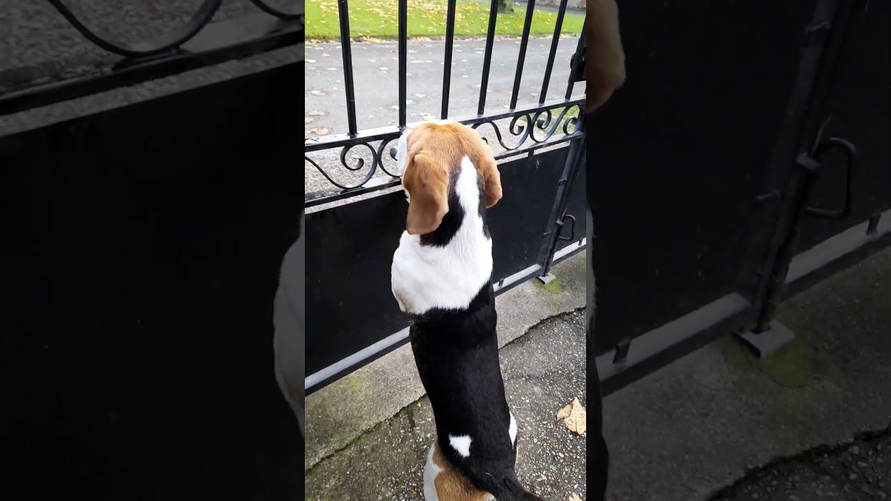 beagle qui aboie
