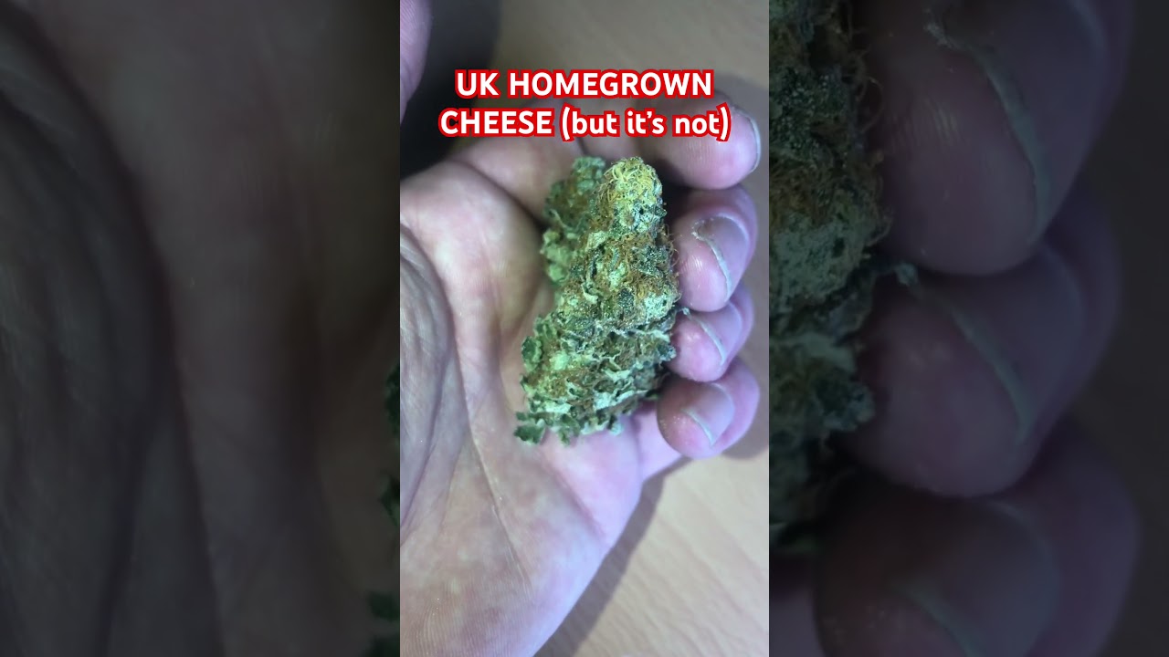 UK 🇬🇧 HOMEGROWN CHEESE that isn&rsquo;t really CHEESE. 👌🔥  #uk #cheese #backpainrelief #medicine