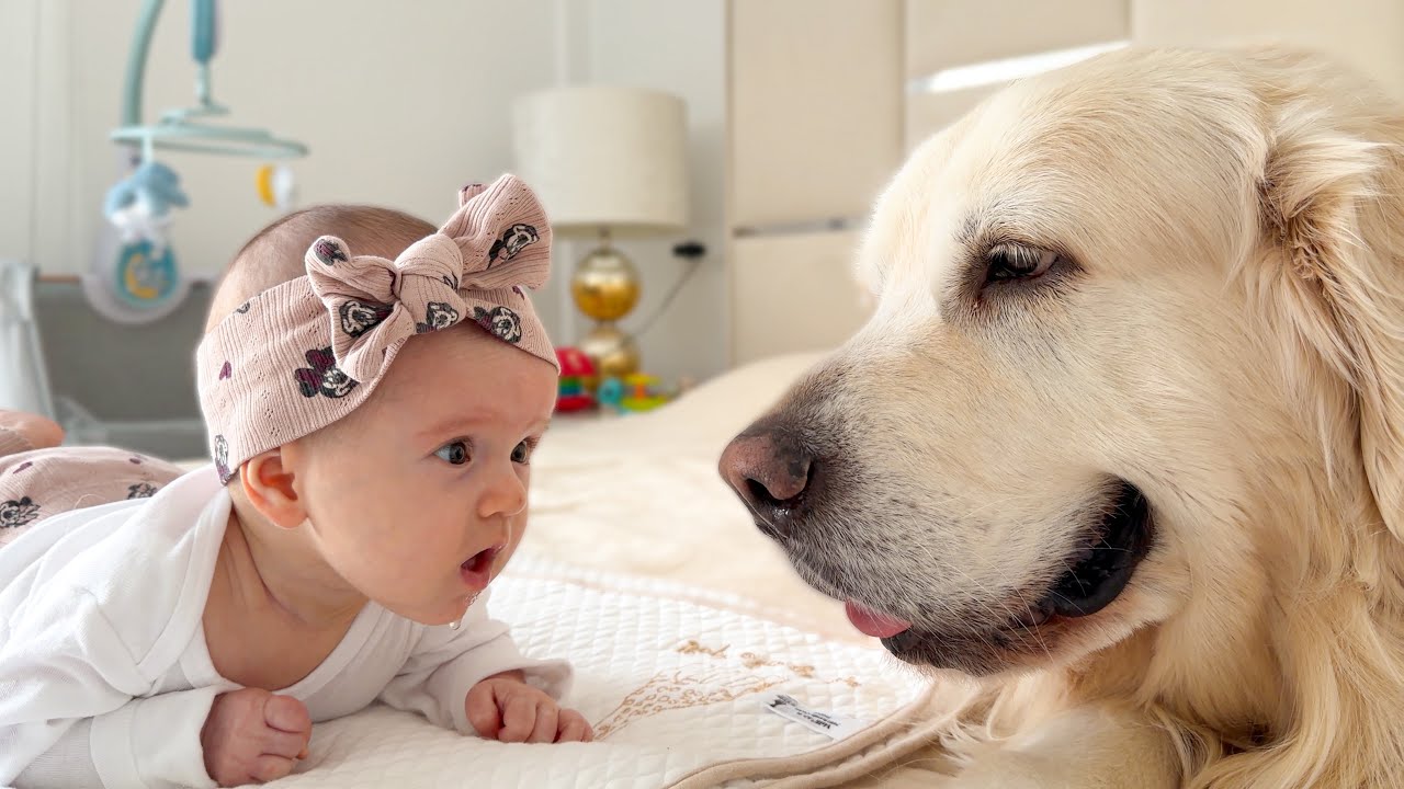 Golden Retriever Becomes the Baby’s Best Friend