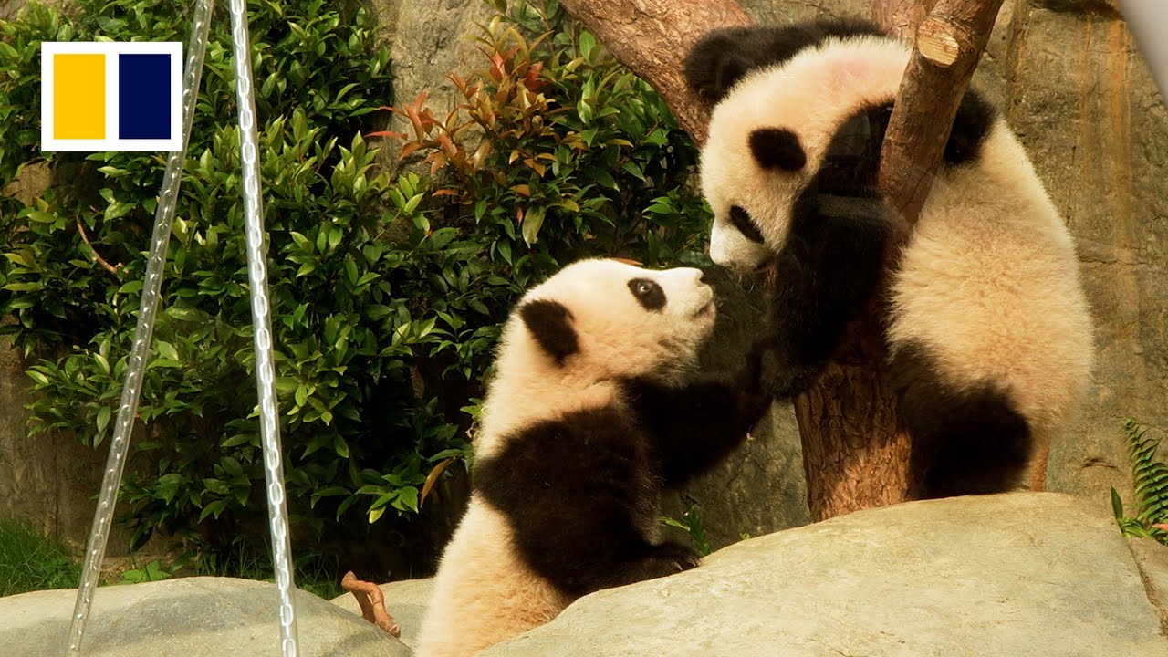 Twin pandas in Hong Kong shown to the media for the first time
