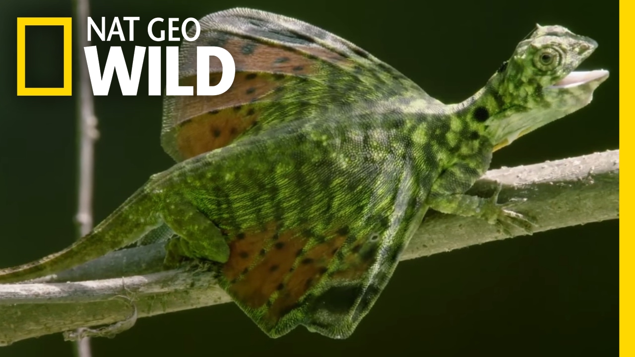 Taking a Flying Leap | Destination WILD