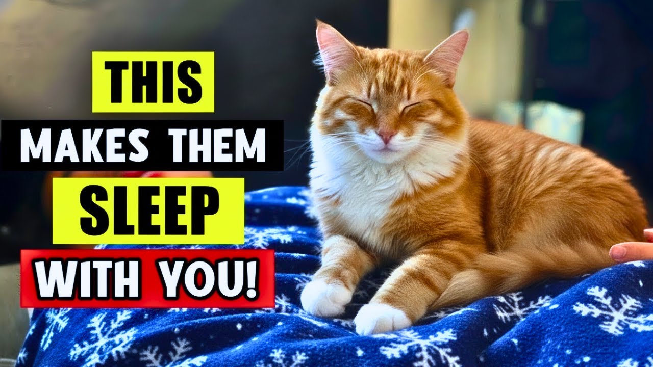 РЕАЛЬНЫЕ причины, по которым ваша кошка спит с вами 😺 (Это не случайность!)